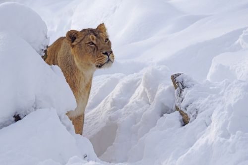 zoo lion females predator