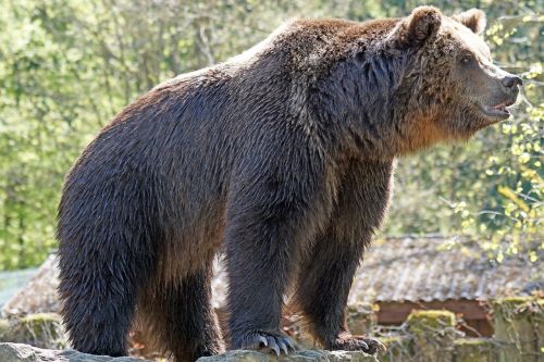 zoo brown bear posing