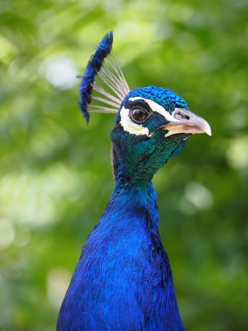 zoo peacock head