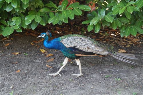 zoo hagenbeck peacock