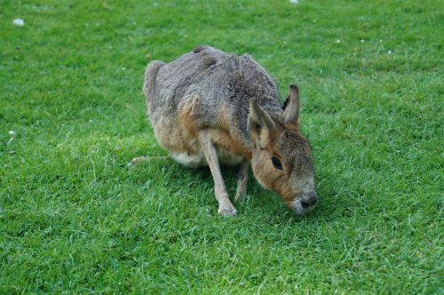 zoo hare peacock