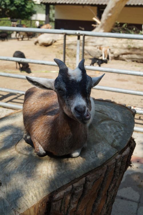 zoo goat young animal