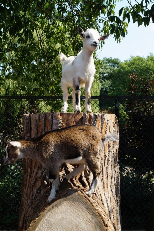 zoo goat young animal
