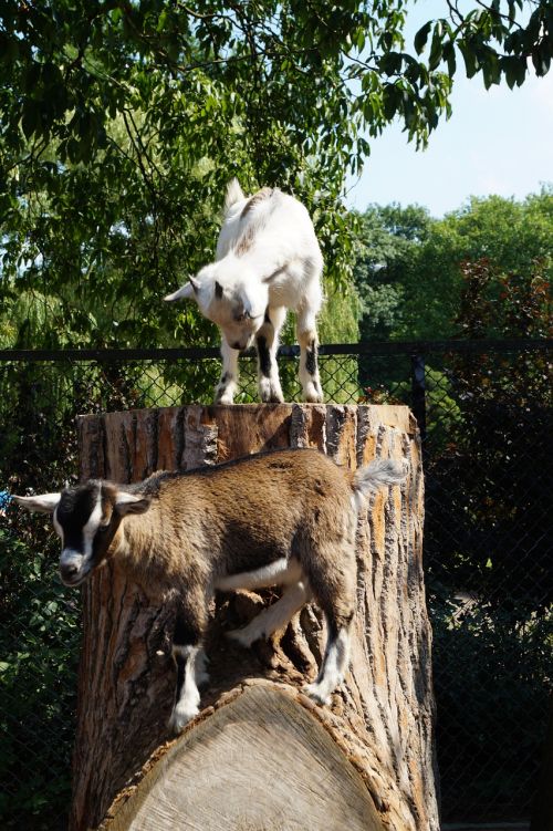 zoo goat young animal