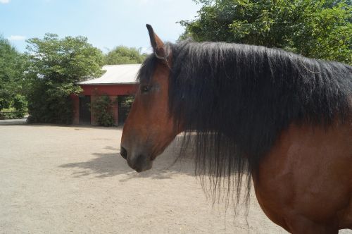 zoo horse pony