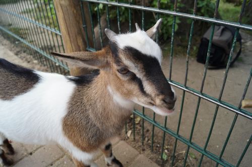 zoo goat young animal