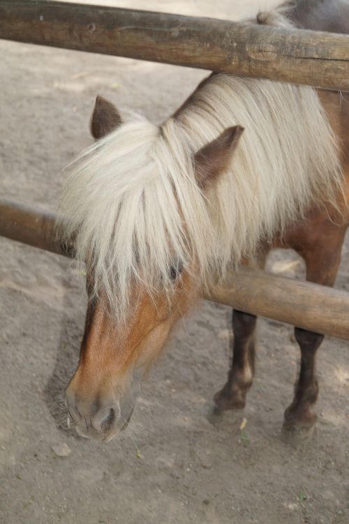 zoo horse pony