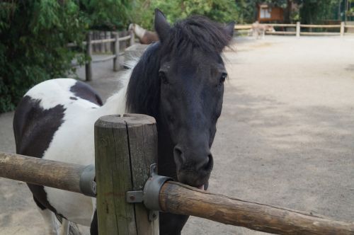 zoo horse pony