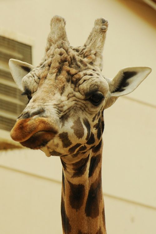 zoo animal giraffe