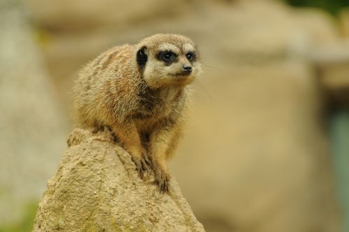zoo animal meerkat