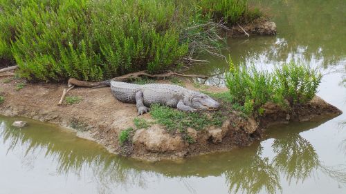 zoo aligator crocodile