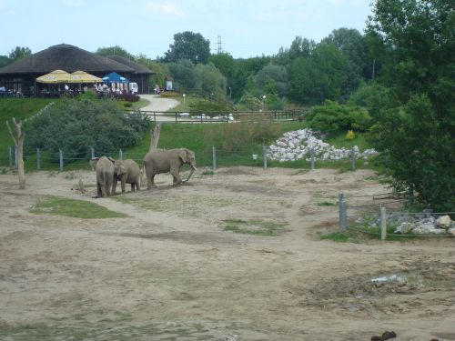 zoo elephants poznan