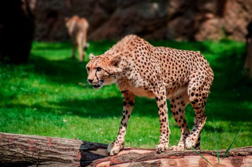zoo leopard predator