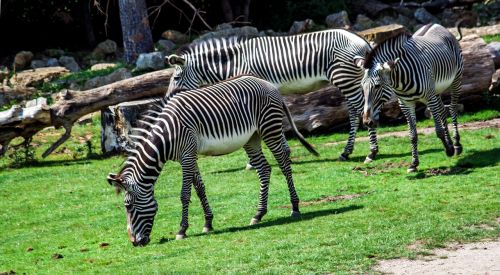 zoo zebra striped