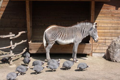 zoo zebra animal