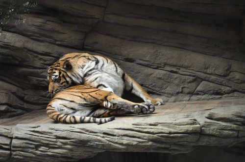 zoo tiger beast