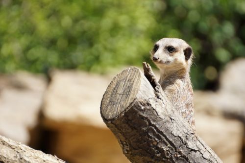 zoo meerkat animal
