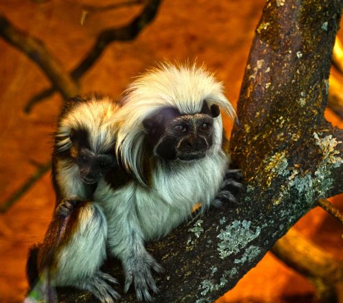 zoo enclosure monkey animal