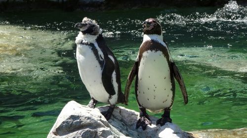 penguin zoo schönbrunn water