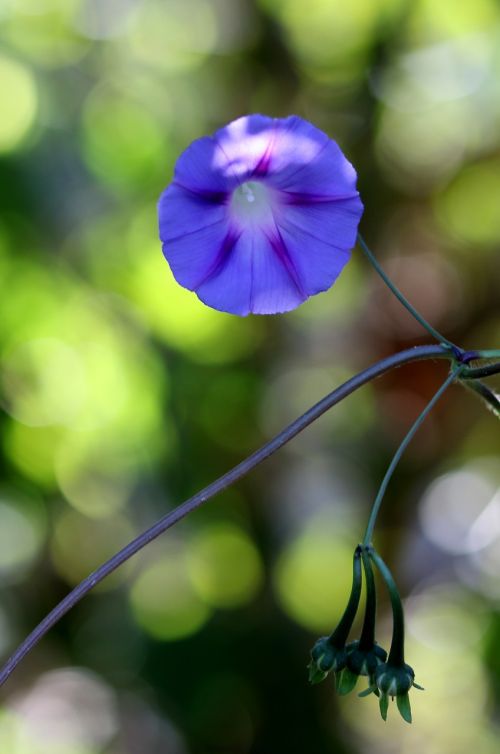 zorea violet flower