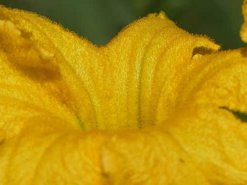 zucca  fiore  flower