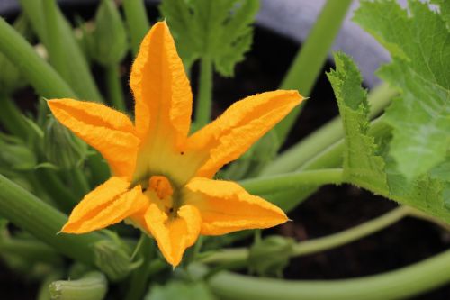 zucchini flower garden