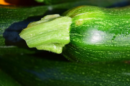 zucchini close vegetables