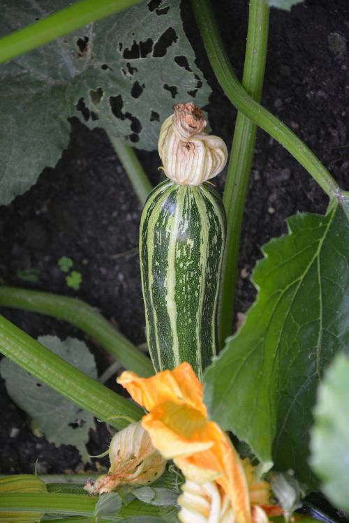 zucchini vegetables blossom