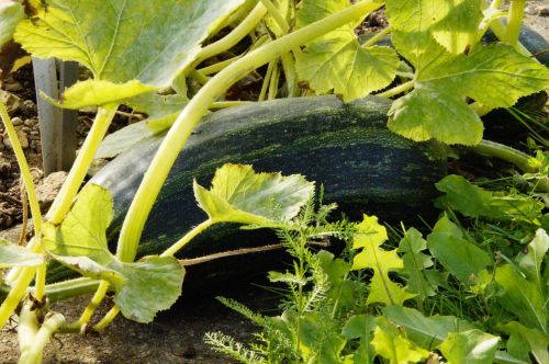 zucchini cultivation harvest