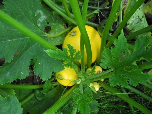 zucchini garden vegetables