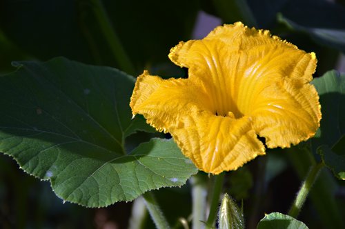 zucchini  vegetables  blossom