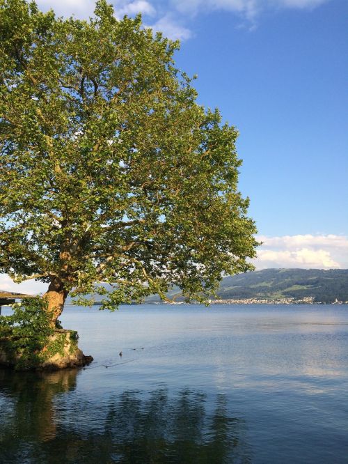 zurich lake tree