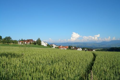 zurich landscape meadow