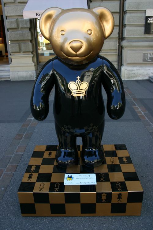 zurich bears bear animal