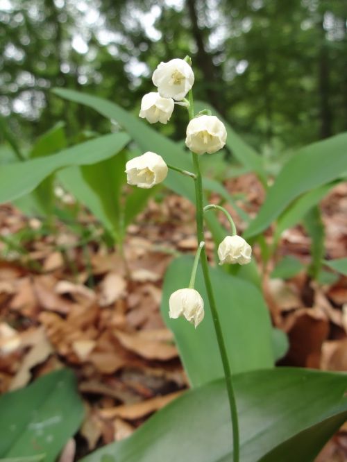 zvonček plant green