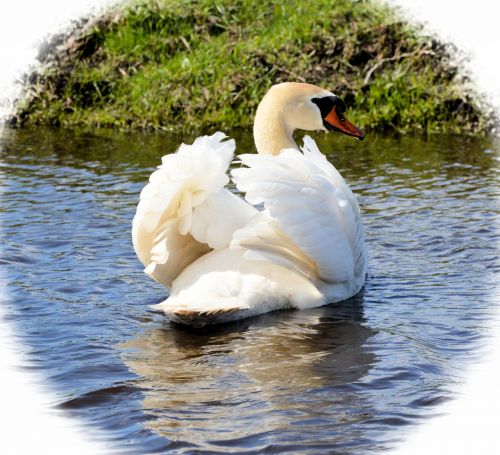 Swan