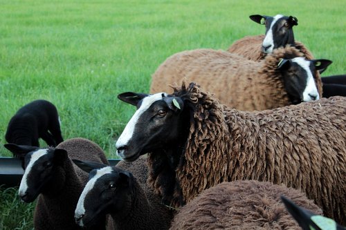 zwartblesschaap  farm animal  lambs