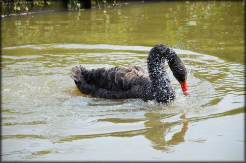 Black Swan Series 2, Water Ballet 4
