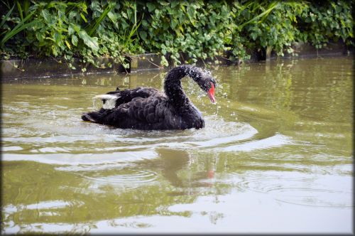 Black Swan Series 2 Water Ballet 7