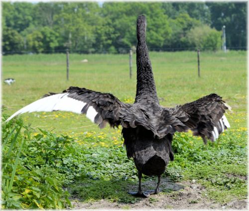 Black Swan 5 Series, Black Wings 4