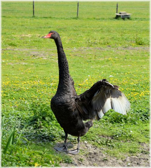 Black Swan 5 Series, Black Wings 8