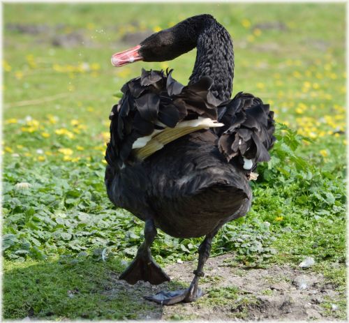 Black Swans Dance 02