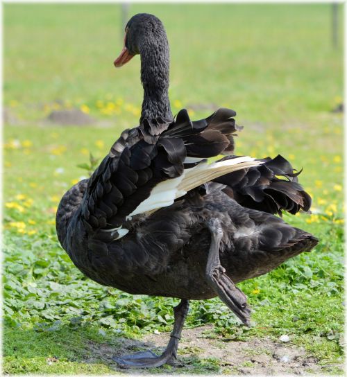 Black Swans Dance 03