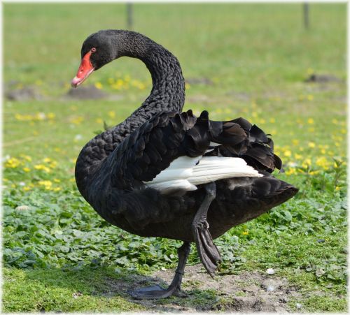 Black Swans Dance 07