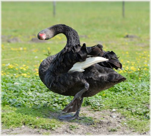 Black Swans Dance 09