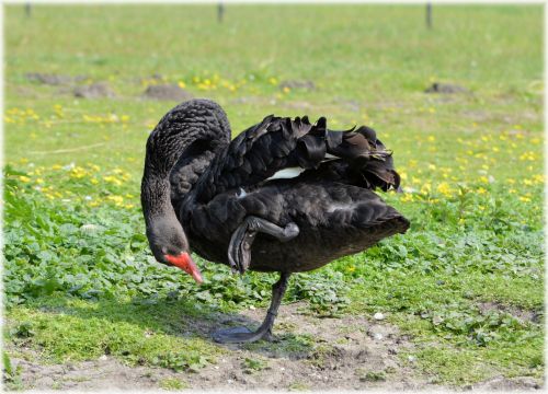 Black Swans Dance 10