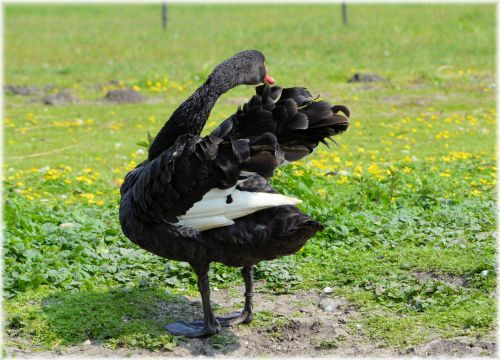 Black Swans Dance 12