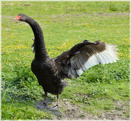 Black Swans Dance 14