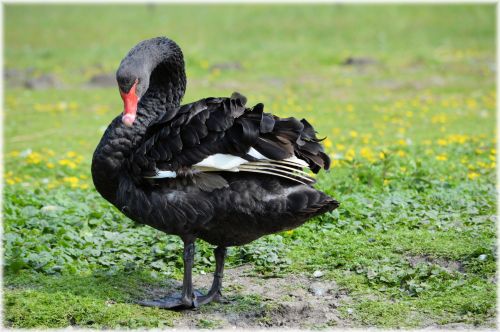 Black Swans Dance 15