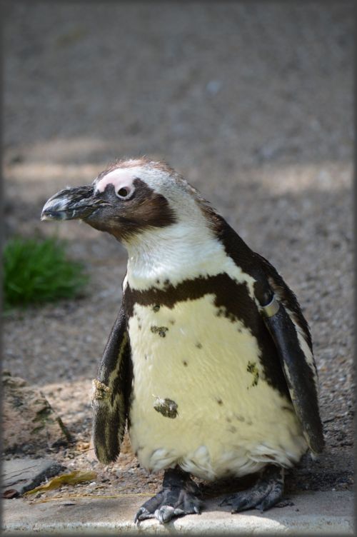 Blackfoot Penguin 15